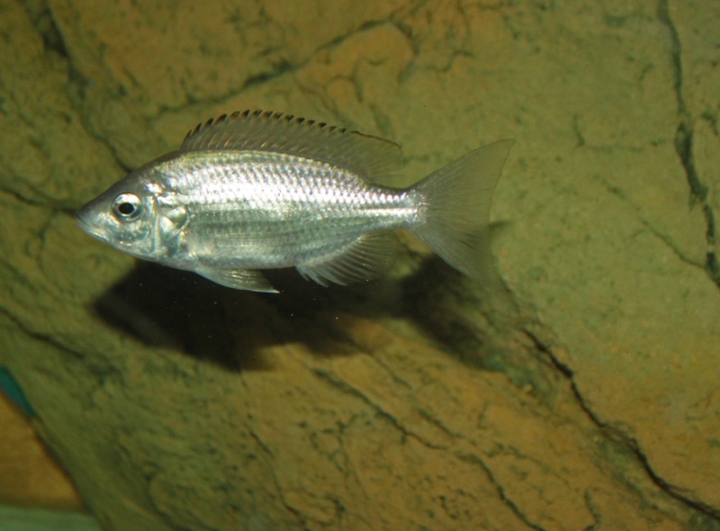 Copadichromis sp. 'firecrest' Gome